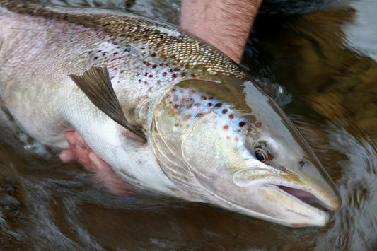 Trout vs. Salmon: All You Need to Know - Fish Club