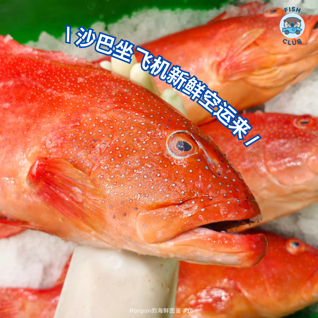 Coral Grouper (Sabah Wild) / 七星斑(沙巴野生)