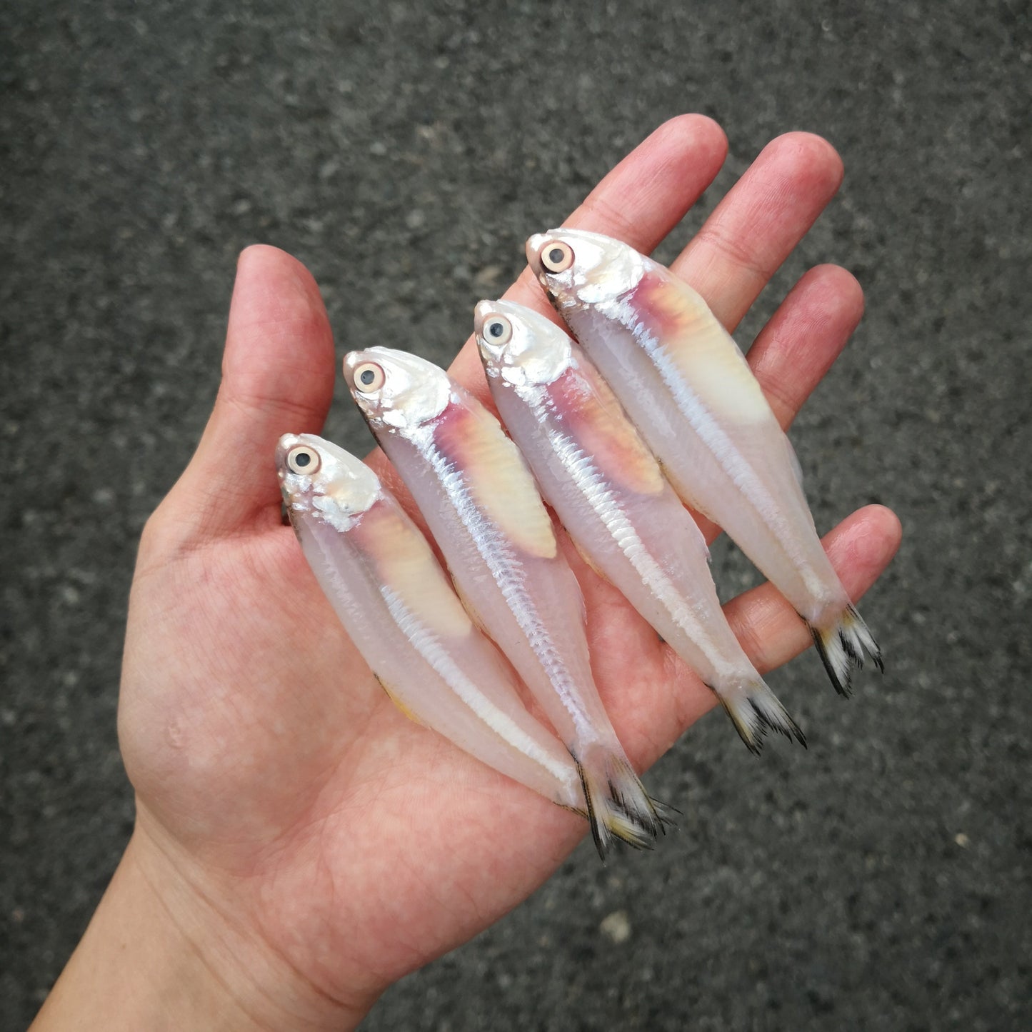 Anchovy (Pontian Wild) / 江鱼仔 (笨珍野生) - Fish Club