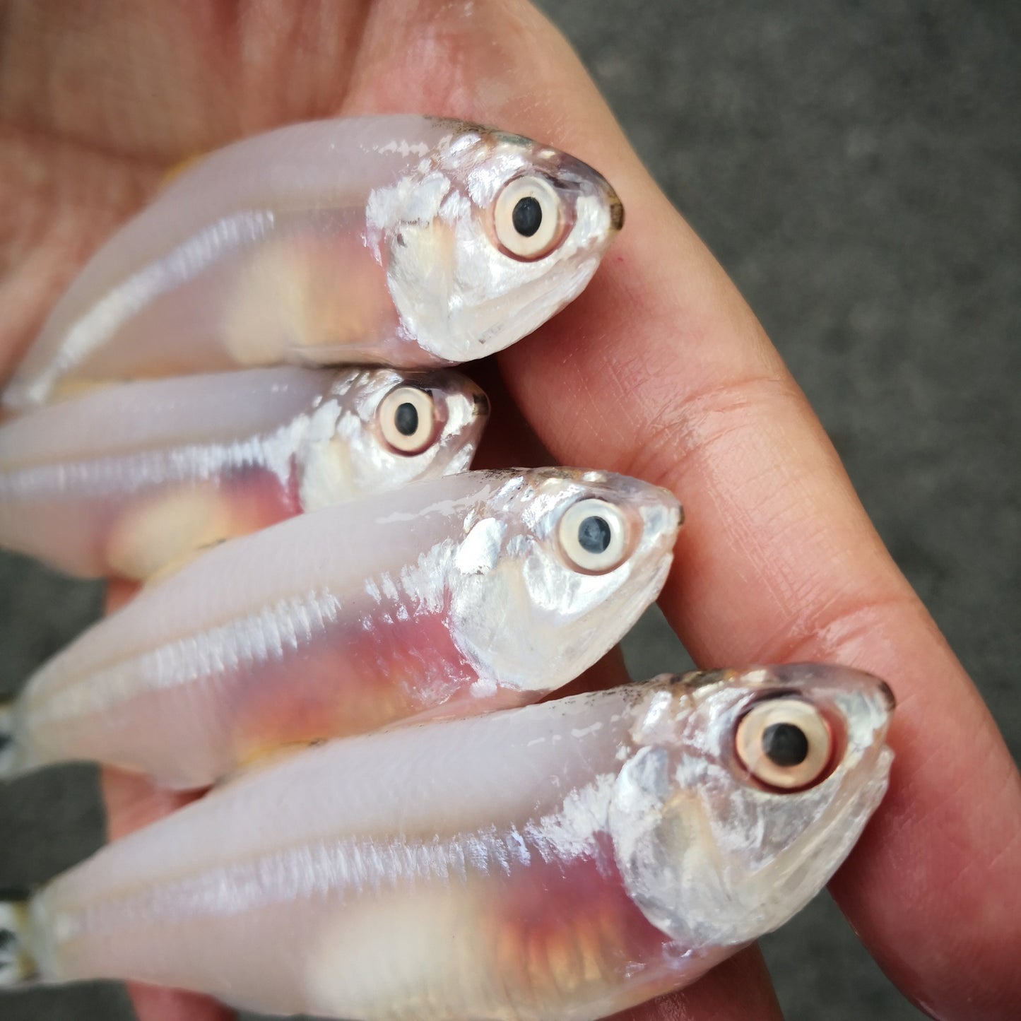 Anchovy (Pontian Wild) / 江鱼仔 (笨珍野生) - Fish Club