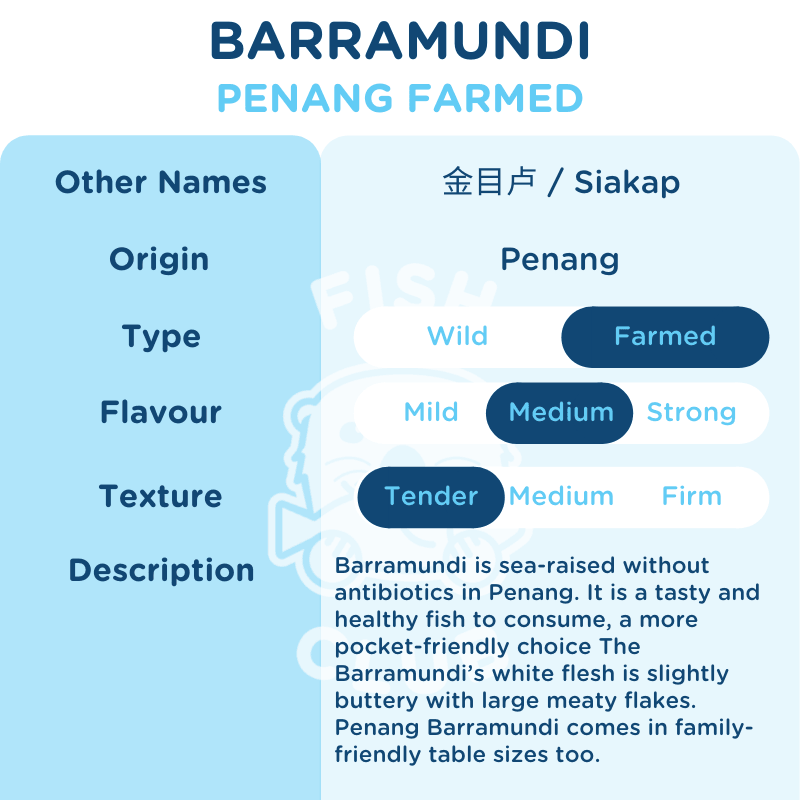Barramundi (Penang Farmed) / 金目鲈 (槟城养殖) - Fish Club