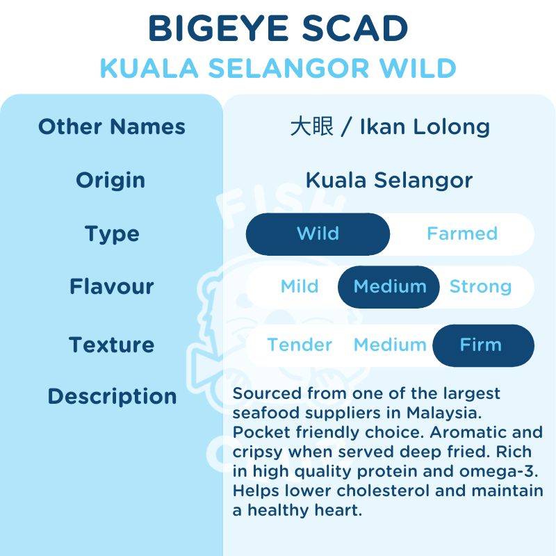 Bigeye Scad (Kuala Selangor Wild) / 大目 (瓜雪野生) - Fish Club