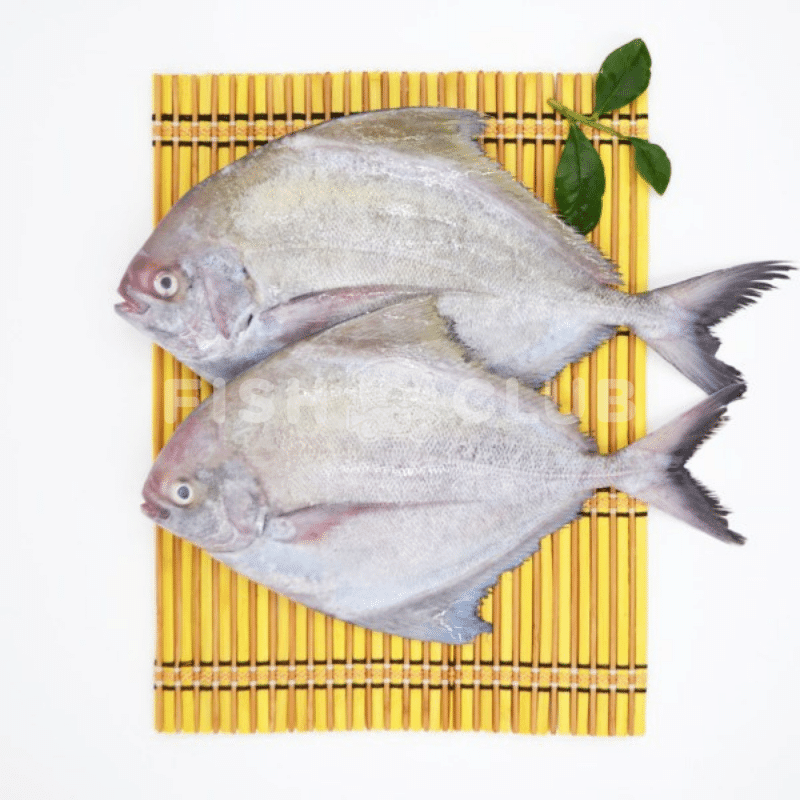 Black Pomfret (Pontian Wild) / 黑鲳（笨珍野生） - Fish Club