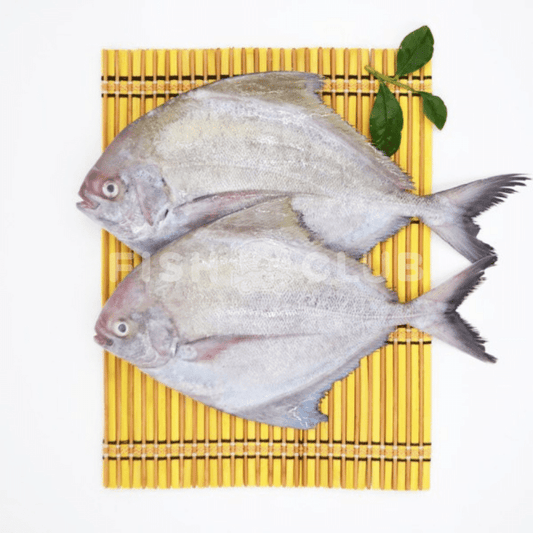 Black Pomfret (Pontian Wild) / 黑鲳(笨珍野生) - Fish Club