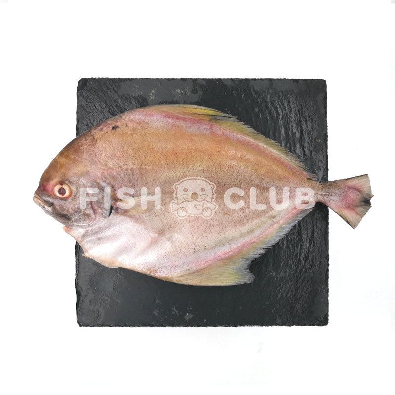 Black Pomfret (Sabah Wild) / 黑鲳 (沙巴野生) - Fish Club