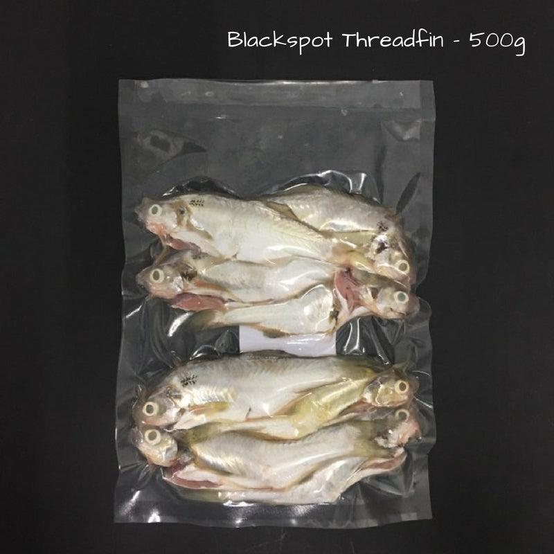 Blackspot Threadfin (Pontian Wild) / 肉午鱼(笨珍野生) - 500g - Fish Club