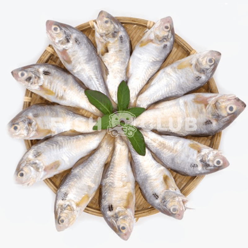 Blackspot Threadfin (Pontian Wild) / 肉午鱼(笨珍野生) - 500g - Fish Club