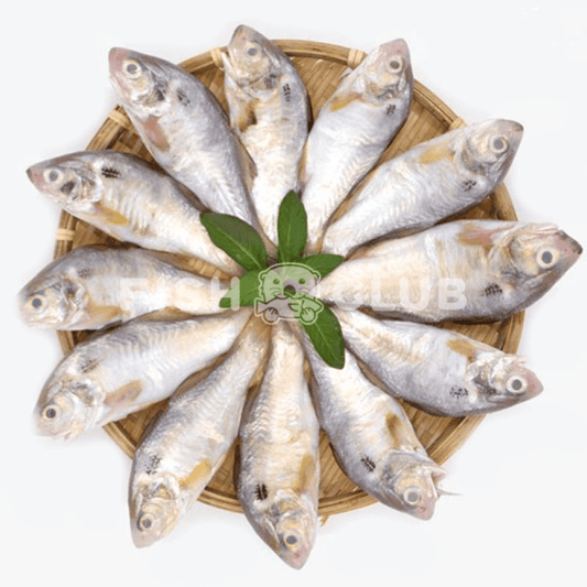 Blackspot Threadfin (Pontian Wild) / 肉午鱼(笨珍野生) - 500g - Fish Club