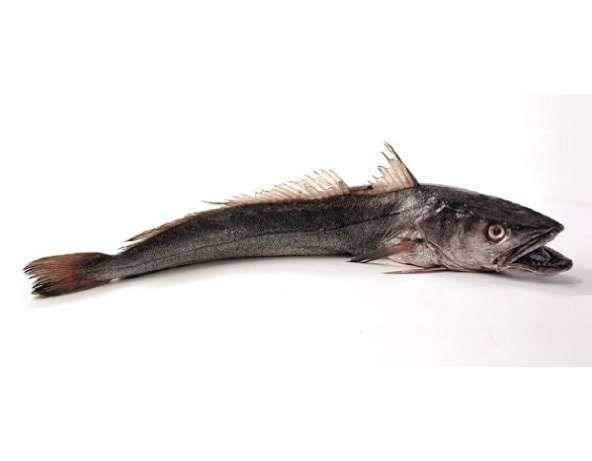Canadian Hake Fillet / 加拿大无须鳕鱼 - Fish Club