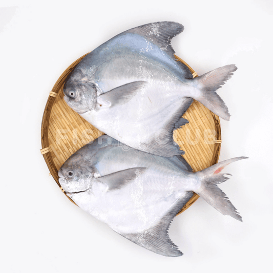 Chinese Pomfret (Pontian Wild) / 斗鲳(笨珍野生) - Fish Club