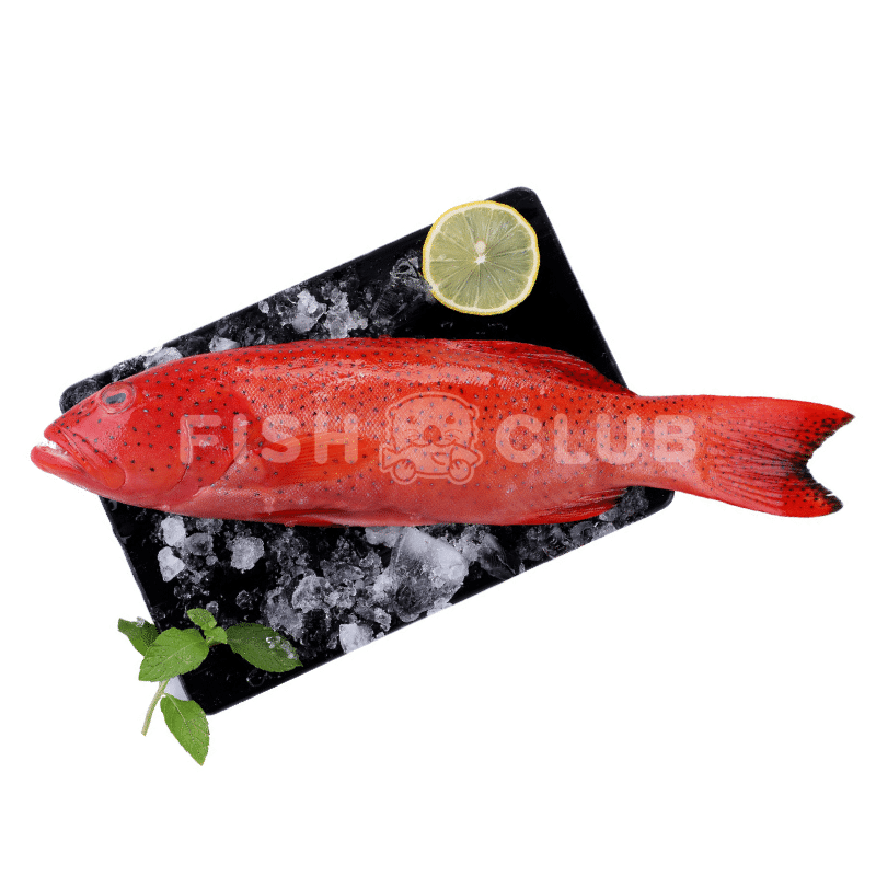 Coral Grouper (Sabah Wild) Fillet / 七星斑(沙巴野生) 厚片 - Fish Club