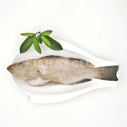 Flower Grouper (Indo Wild) / 花斑(印尼野生) - Fish Club