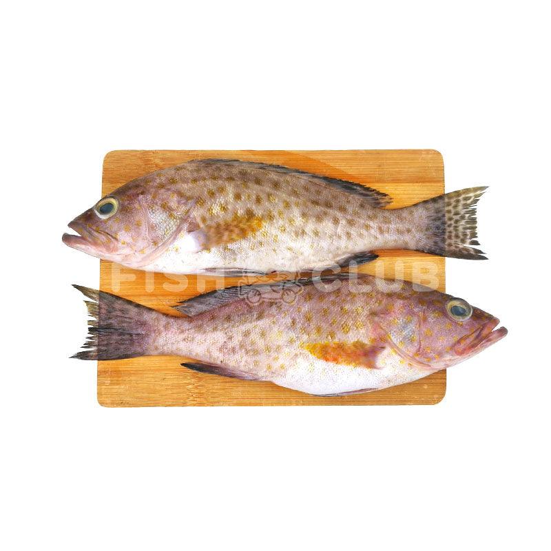Flower Grouper (Kuala Selangor Wild) / 花斑 (瓜雪野生) - Fish Club