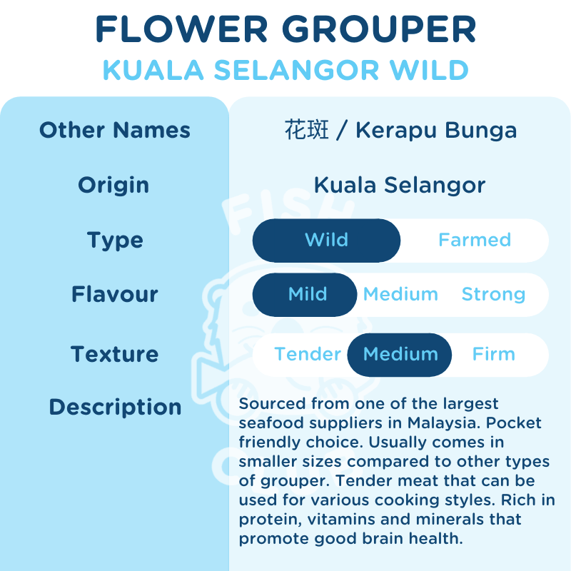 Flower Grouper (Kuala Selangor Wild) / 花斑 (瓜雪野生) - Fish Club