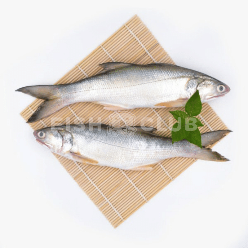 Fourfinger Threadfin (Pontian Wild) / 白午(笨珍野生) - Fish Club