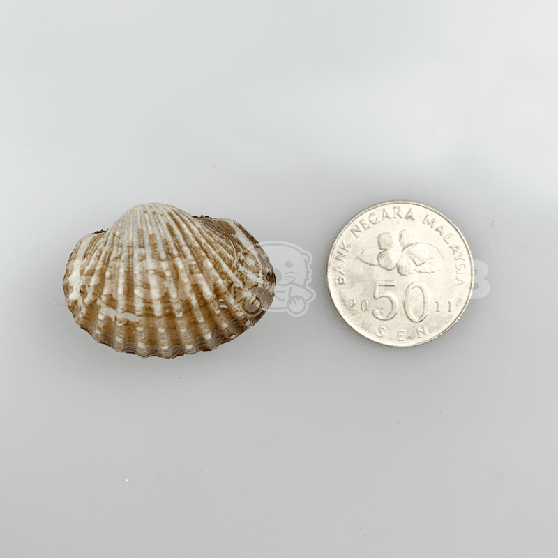 Frozen Blood Cockles / 血蛤 – 500g (50/60pcs) - Fish Club
