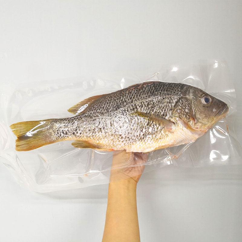 Golden Snapper (Kukup Farmed) / 红皂(龟咯海养) - Fish Club