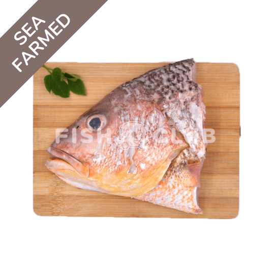 Golden Snapper (Kukup Farmed) Head / 红皂(龟咯海养)鱼头 - Fish Club