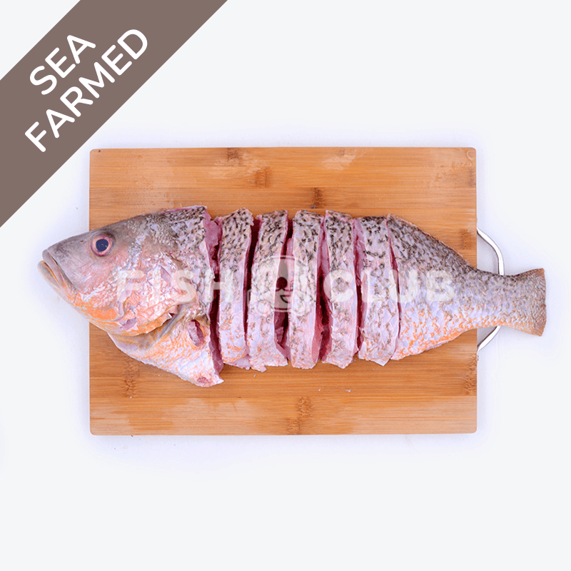 Golden Snapper (Kukup Farmed) Whole Steak / 红皂(龟咯海养)全鱼段 - Fish Club