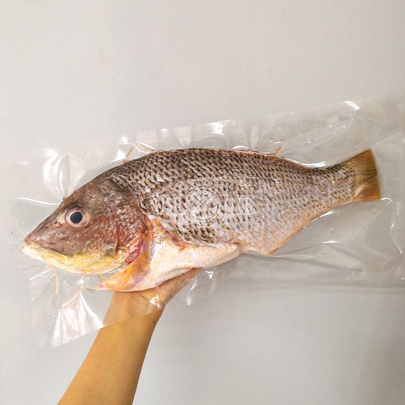 Golden Snapper (Pontian Wild) / 红皂(笨珍野生) - Fish Club