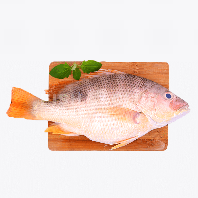 Golden Snapper (Pontian Wild) Fillet / 野生红皂(笨珍野生)厚片 - Fish Club