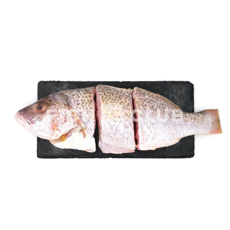 Golden Snapper (Sabah Wild) Whole Steak / 红枣 (沙巴野生) 全鱼段 - Fish Club