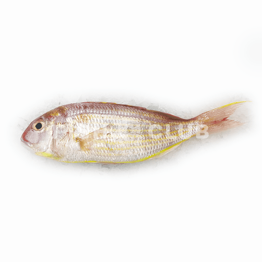 Golden Threadfin Bream (Kuala Selangor) / 红哥里 (瓜雪野生) - Fish Club