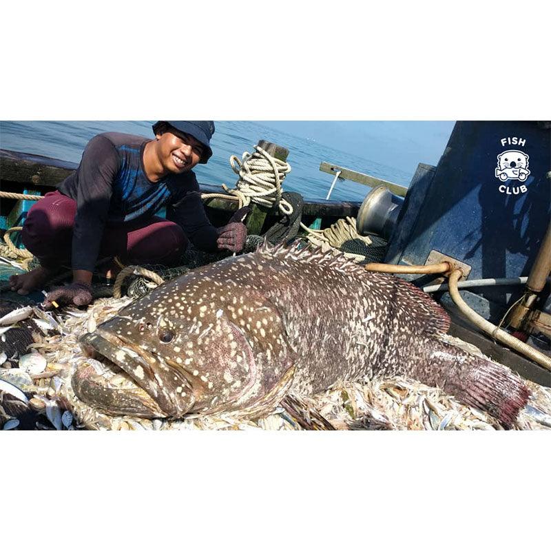 Goliath Grouper (Pontian Wild) Bone / 龙趸(笨珍野生)鱼骨 - 500g - Fish Club