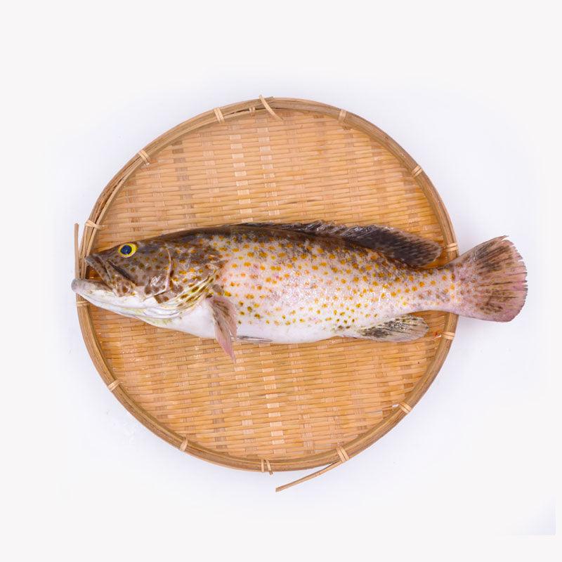 Grouper (Kukup Farmed) / 石斑(龟咯海养) - Fish Club