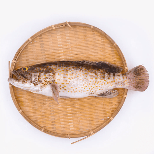 Grouper (Kukup Farmed) / 石斑（龟咯海养） - Fish Club