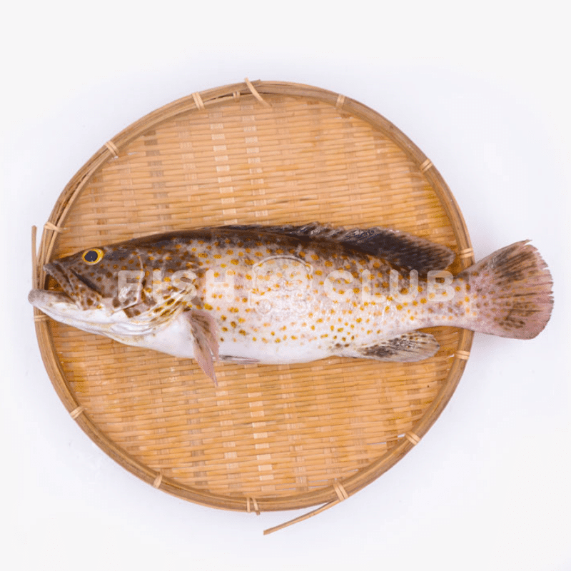 Grouper (Kukup Farmed) Fillet / 石斑(龟咯海养)厚片 - Fish Club