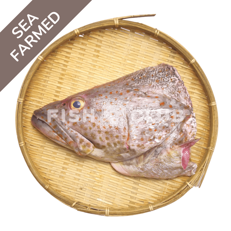 Grouper  Head / 石斑鱼头 - Fish Club
