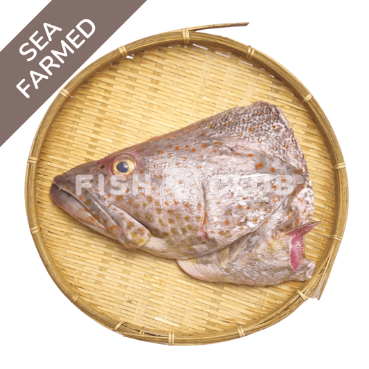 Grouper  Head / 石斑鱼头 - Fish Club