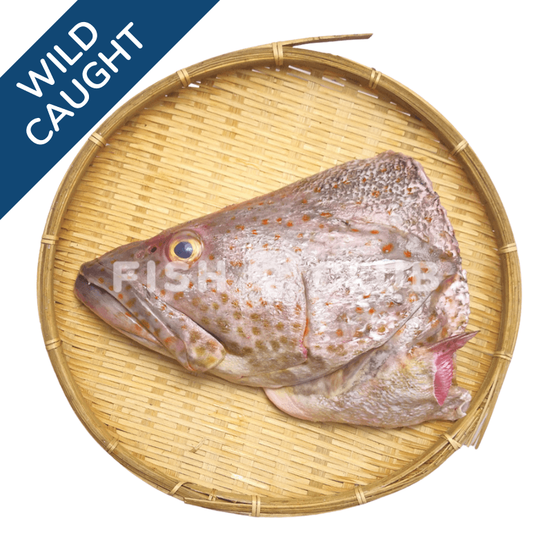 Grouper (Pontian Wild) Head / 石斑(笨珍野生)鱼头 - Fish Club
