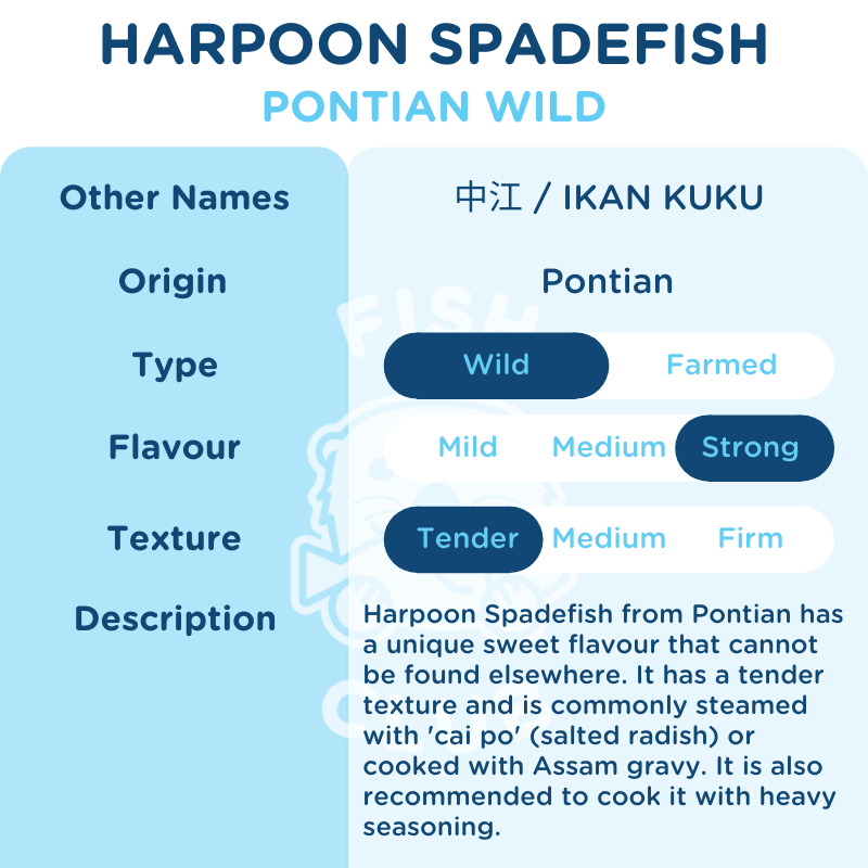 Harpoon Spadefish (Pontian Wild) / 中江鱼(笨珍野生) - Fish Club