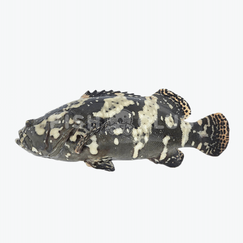 Hybrid Grouper (Kukup Farmed) / 龙虎斑(龟咯海养) - Fish Club