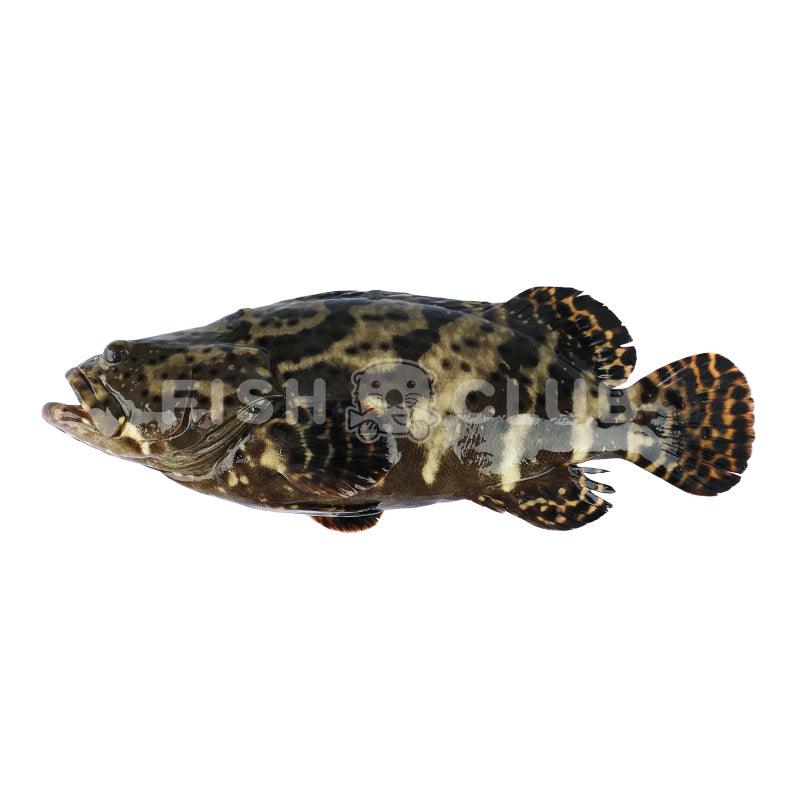 Hybrid Grouper (Sabah Farmed) / 龙虎斑 (沙巴养殖) - Fish Club