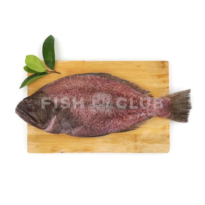 Indian Halibut (Sabah Wild) / 左口 (沙巴野生) - Fish Club