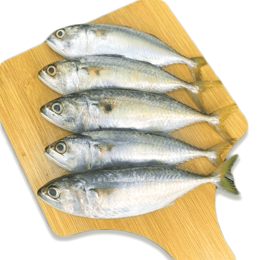 Indian Mackerel (Kuala Selangor) / 甘望鱼(瓜雪野生)- 500g - Fish Club