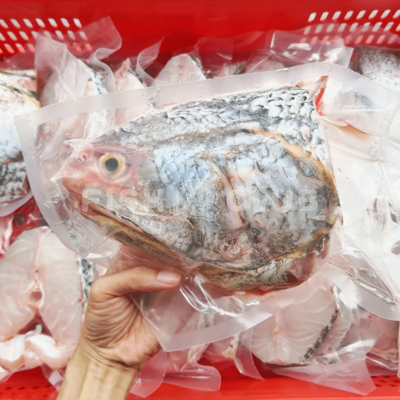 Indian Threadfin (Pontian Wild) Whole Steak / 黑午(笨珍野生)全鱼段 - Fish Club