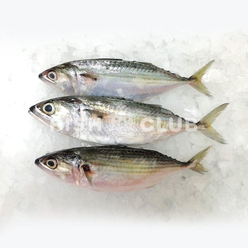 Island Mackerel (Kuala Selangor Wild) / 马文鱼 (瓜雪野生) - 500g - Fish Club