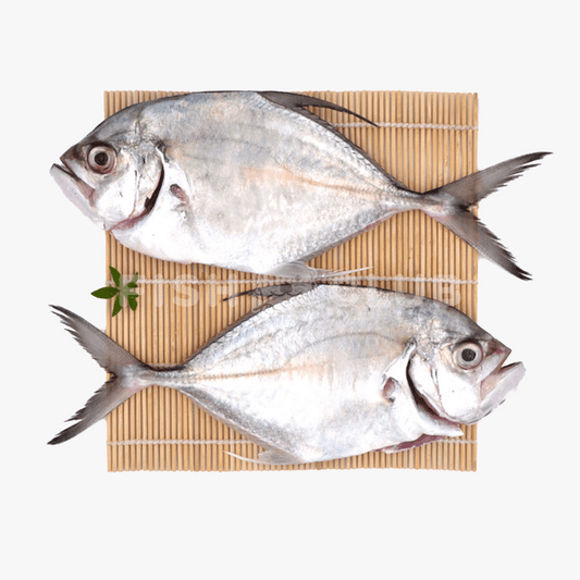 Longrakered Trevally (Pontian Wild) / 镜鱼(笨珍野生) - Fish Club