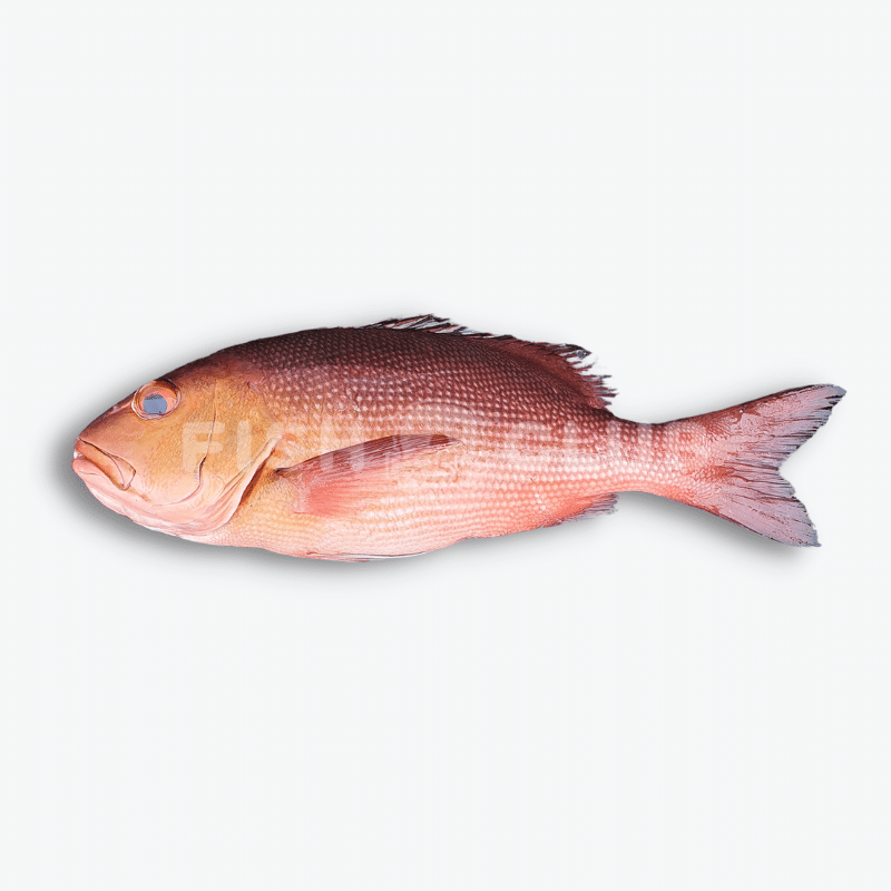 Mangrove Jack Snapper (Sabah Wild)/ 赤皂 (沙巴野生) - Fish Club
