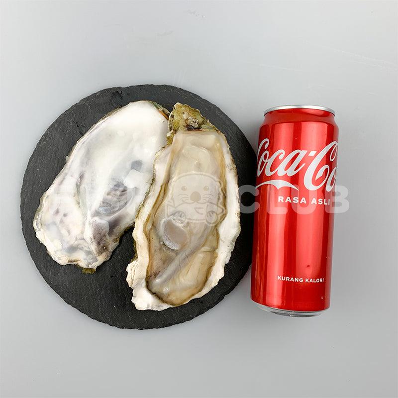 Miyaki Oyster XXL (Sashimi Grade) / 日本宫城生蚝 (刺身等级) – 1pc - Fish Club