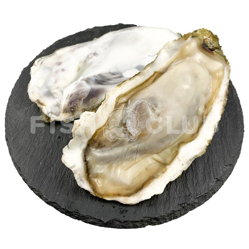 Miyaki Oyster XXL (Sashimi Grade) / 日本宫城生蚝 (刺身等级) – 1pc - Fish Club