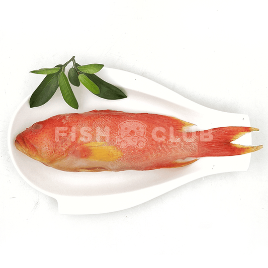 Moontail Grouper (Sabah Wild) / 燕尾斑(沙巴野生) - Fish Club