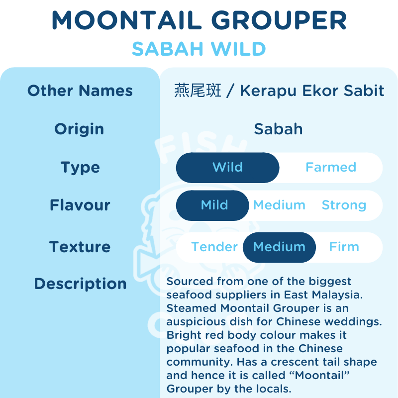 Moontail Grouper (Sabah Wild) / 燕尾斑(沙巴野生) - Fish Club