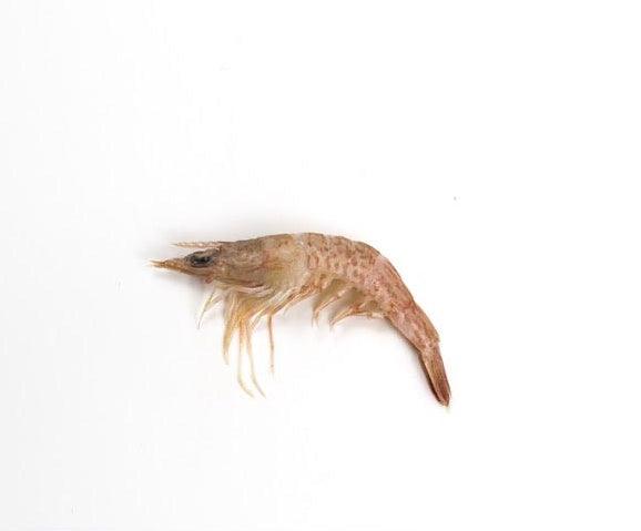 Peeled Southern Velvet Shrimp (Pontian Wild) / 毛虾仁肉(笨珍野生)- 200g - Fish Club