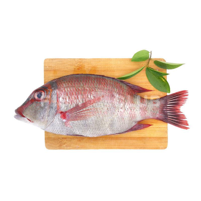 Pink Ear Bream (Sabah Wild) / 龙占 (沙巴野生) - Fish Club