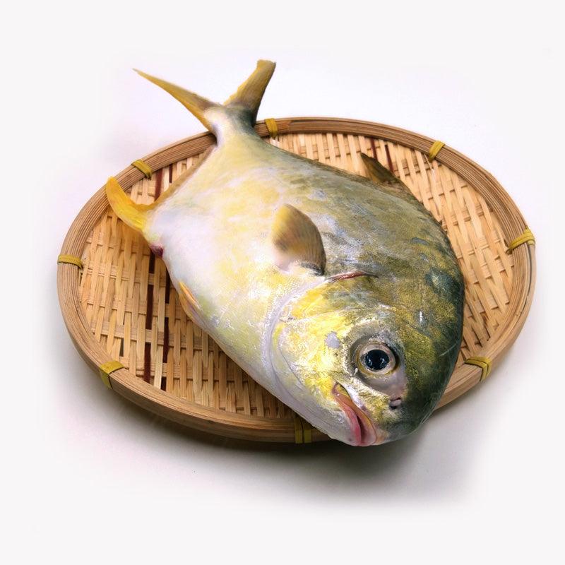Pompano (Kukup Farmed) / 金鲳(龟咯海养) - Fish Club